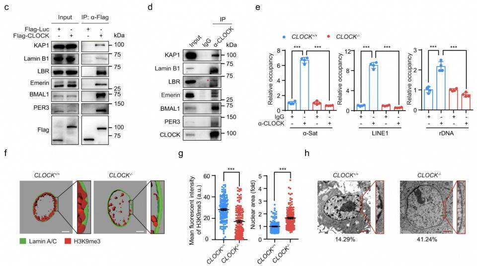 留美博士后：又要到饭了兄弟们！