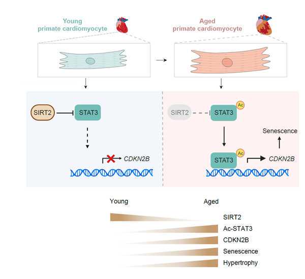 干细胞促进细胞分化改善糖尿病患者的生活质量