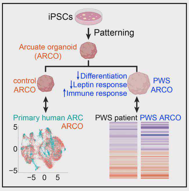 赌命!他一口气抽了1866毫升骨髓……