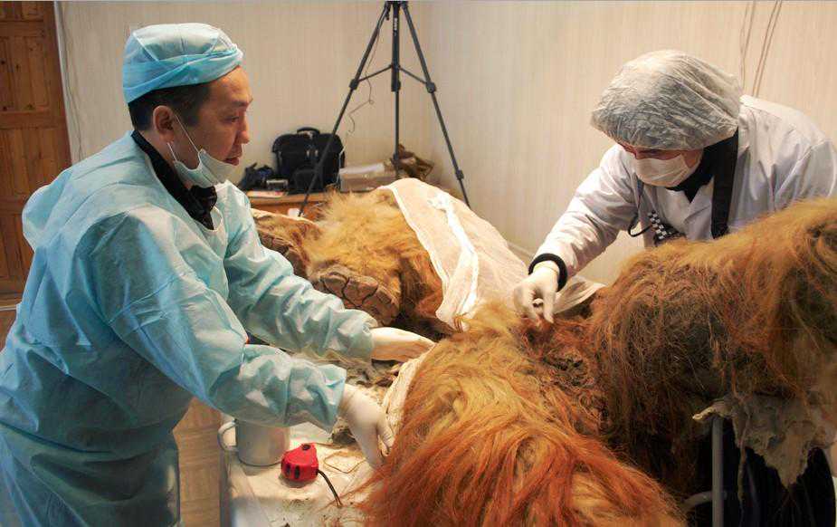 EB病毒诱发再障 自体脐带血移植救命