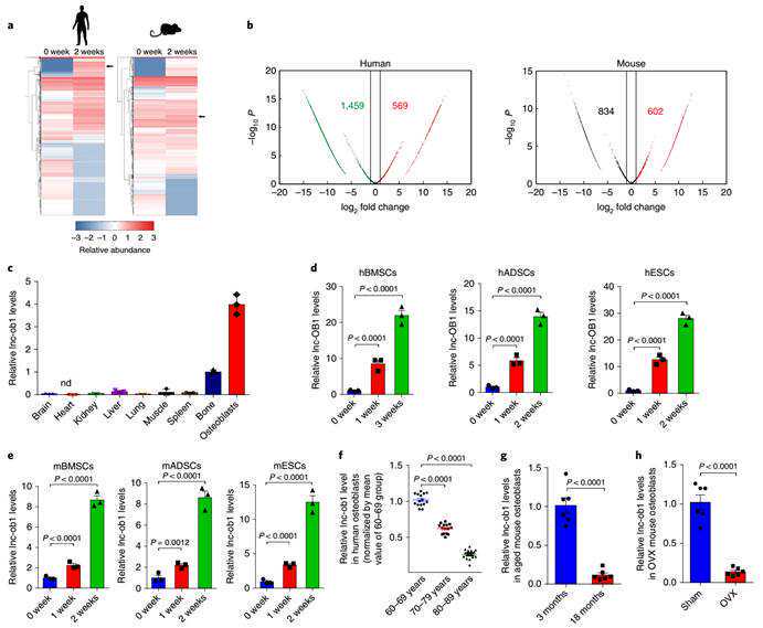 鳄狠狠咬住蜥蜴尾巴，原以为美餐到手，结果蜥蜴却弃尾逃了