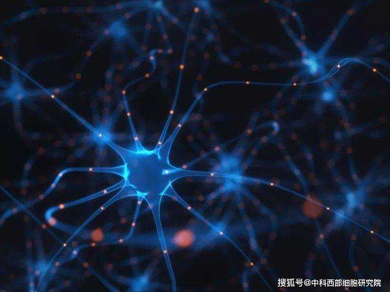 北医三院魏蕊/洪天配/张哲研究团队在Diabetes发表胰岛β细胞再生机制研究最新成果