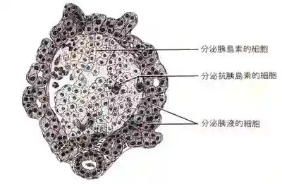 重磅！关于糖尿病的细胞治疗，你想知道的或许在这里